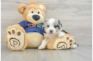 Energetic Aussie Poo Poodle Mix Puppy