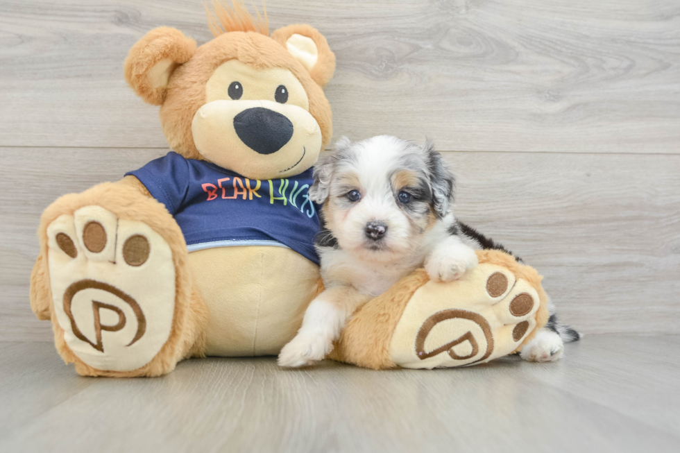 Energetic Aussie Poo Poodle Mix Puppy