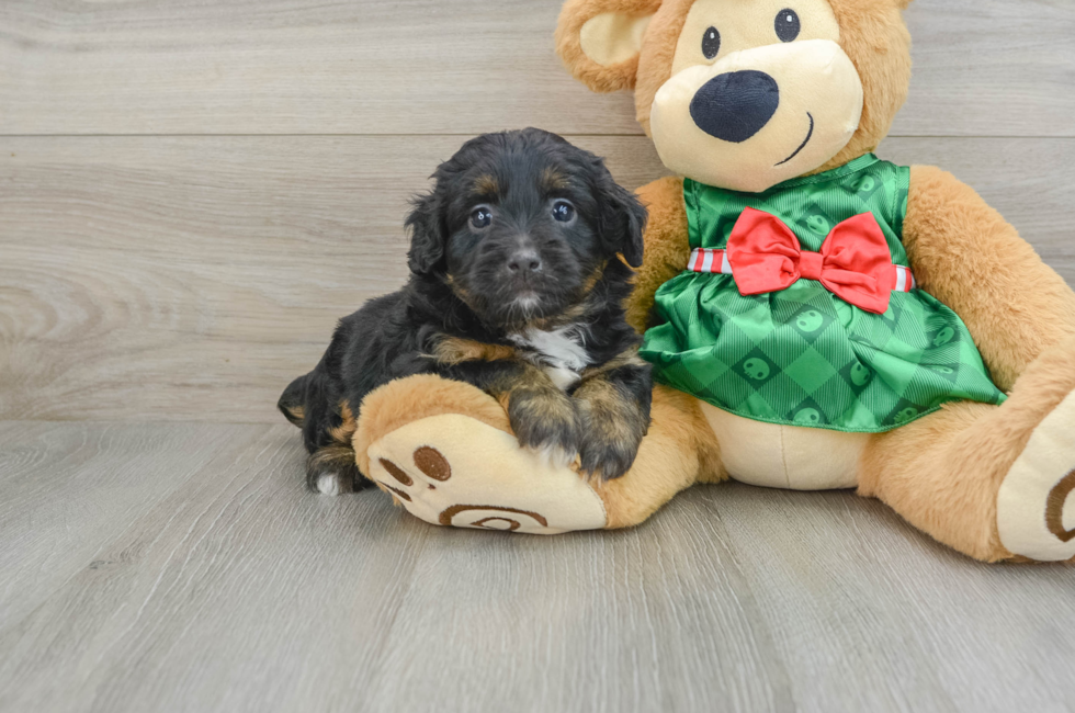 5 week old Mini Aussiedoodle Puppy For Sale - Premier Pups