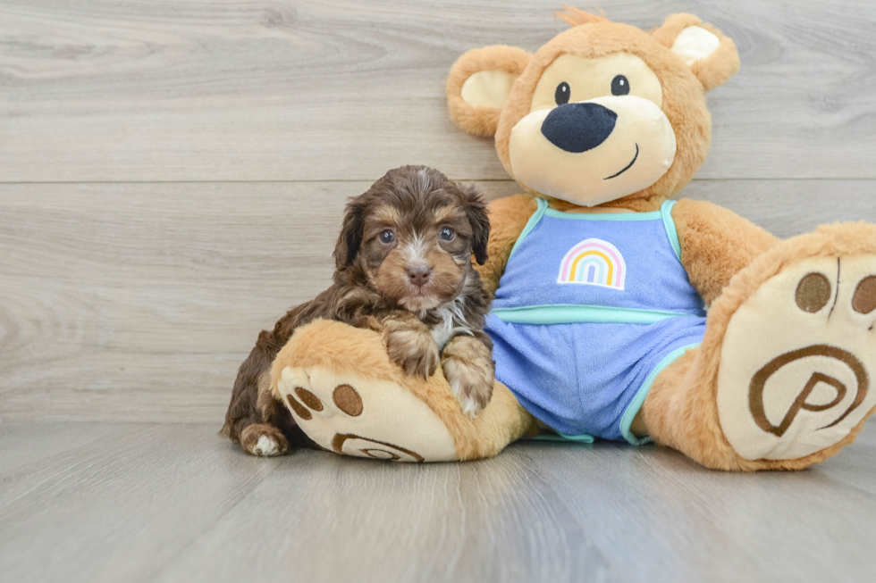 Mini Aussiedoodle Pup Being Cute