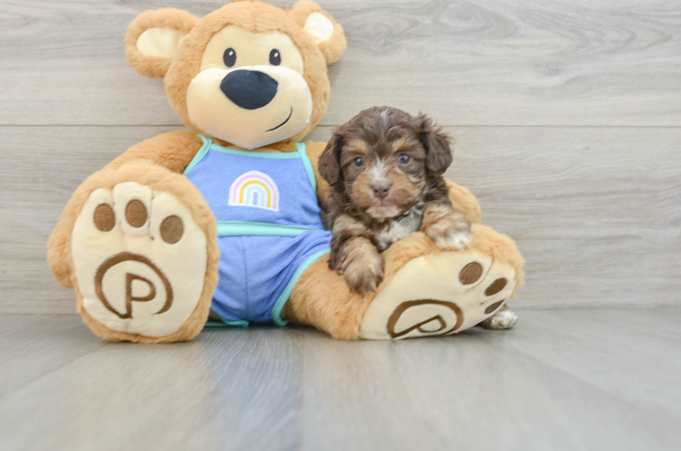 6 week old Mini Aussiedoodle Puppy For Sale - Premier Pups