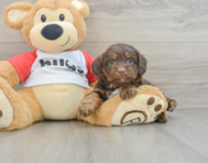 8 week old Mini Aussiedoodle Puppy For Sale - Premier Pups