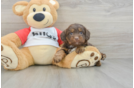 Friendly Mini Aussiedoodle Baby