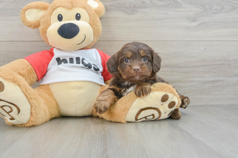 6 week old Mini Aussiedoodle Puppy For Sale - Premier Pups