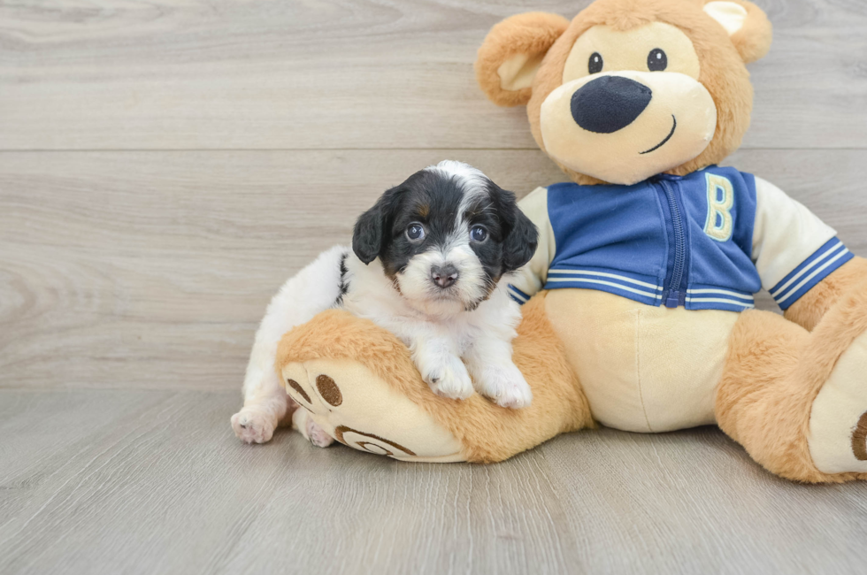 5 week old Mini Aussiedoodle Puppy For Sale - Premier Pups