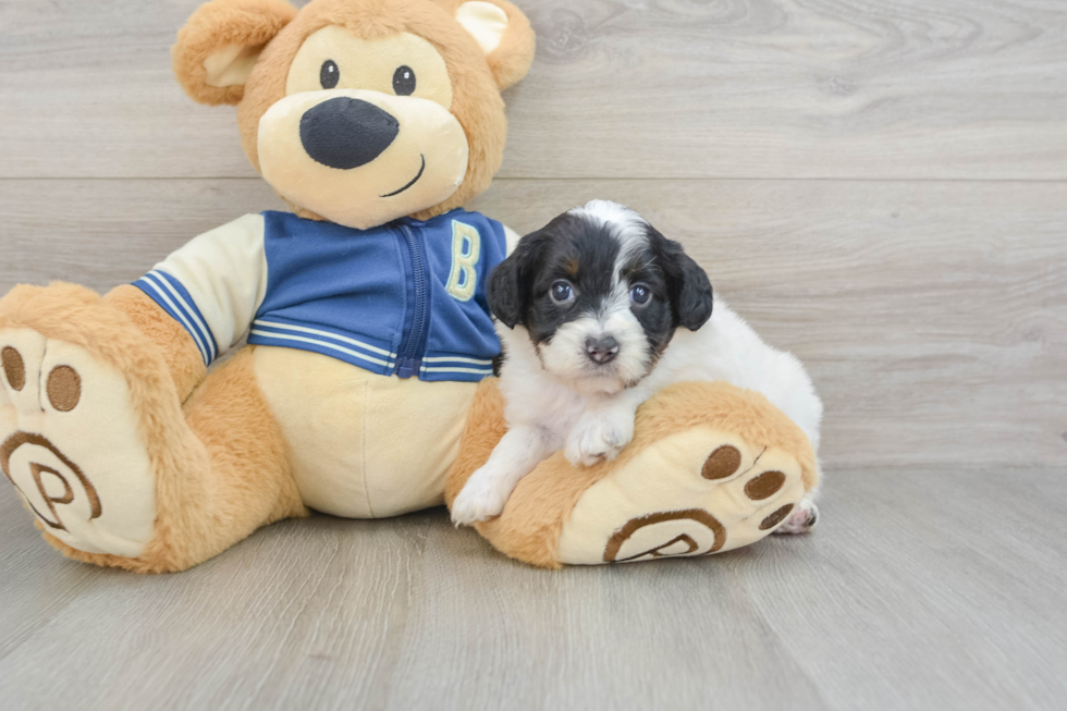 Little Mini Aussiepoo Poodle Mix Puppy