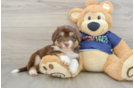 Happy Mini Aussiedoodle Baby
