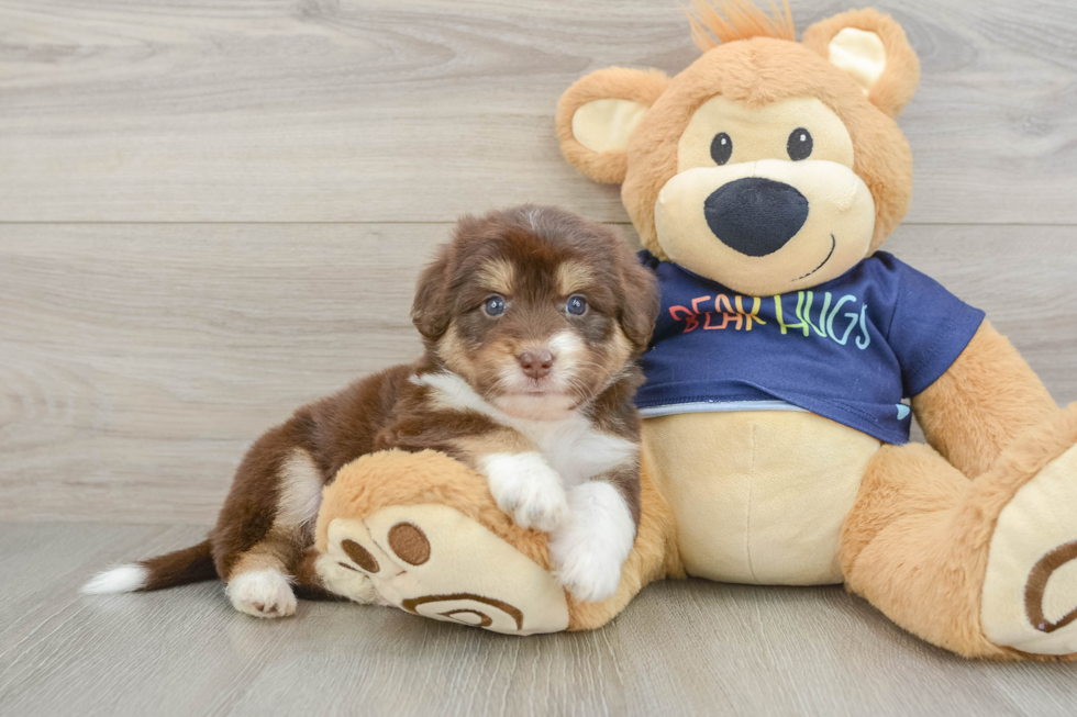 Happy Mini Aussiedoodle Baby