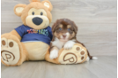 Best Mini Aussiedoodle Baby