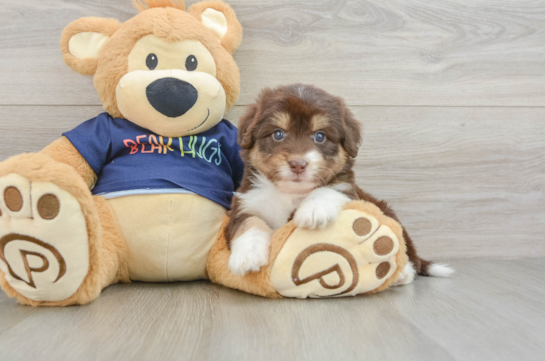 Best Mini Aussiedoodle Baby