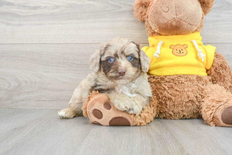 Adorable Aussiepoo Poodle Mix Puppy