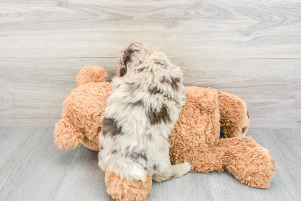 Mini Aussiedoodle Puppy for Adoption