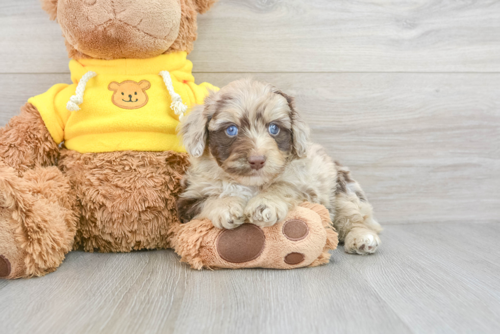 Mini Aussiedoodle Puppy for Adoption