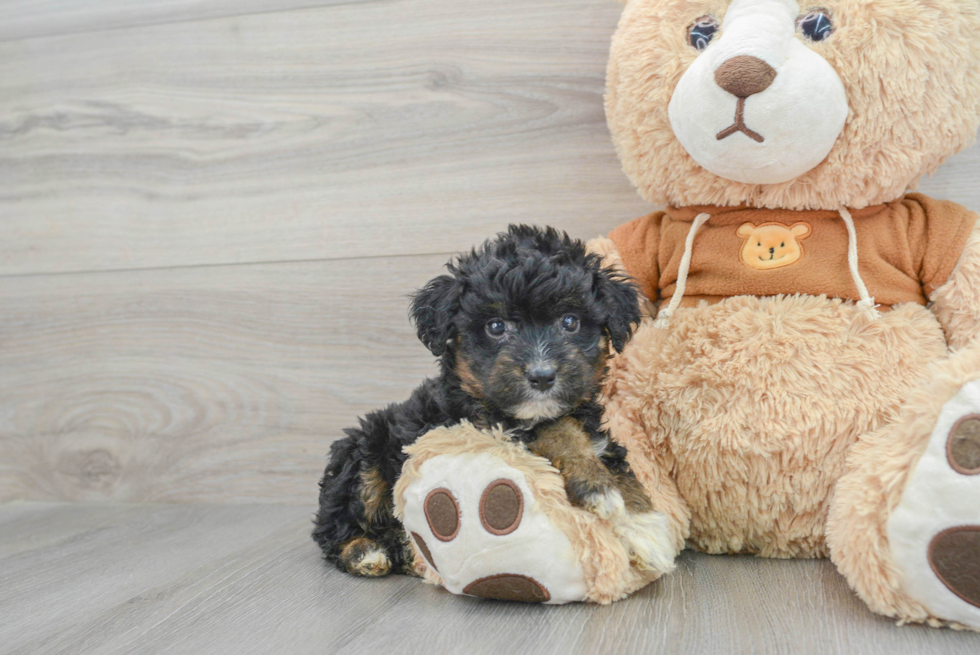 Best Mini Aussiedoodle Baby