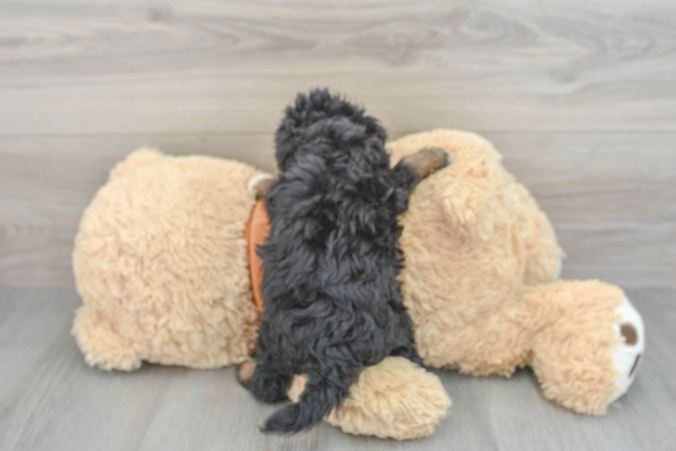 Mini Aussiedoodle Pup Being Cute