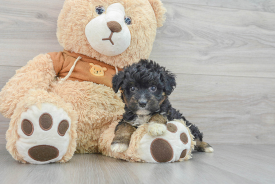 Funny Mini Aussiedoodle Poodle Mix Pup