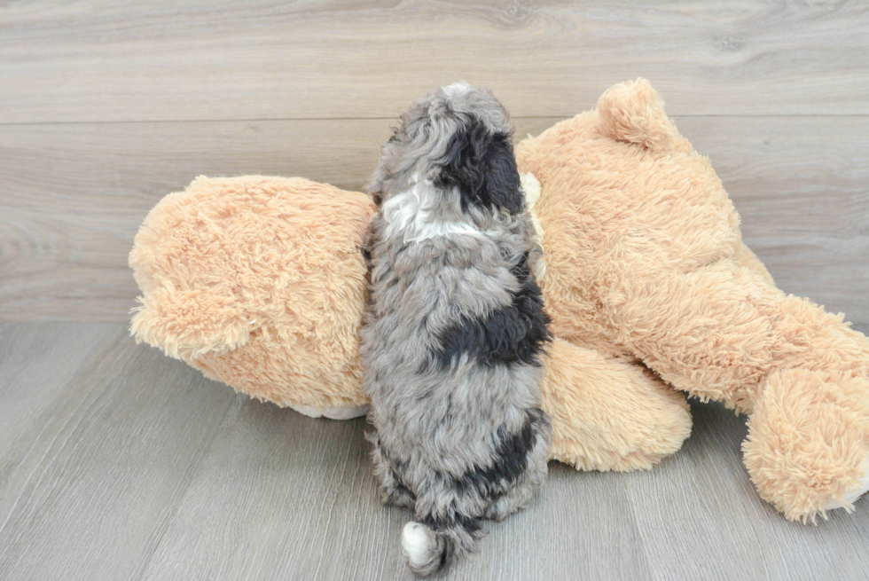 Best Mini Aussiedoodle Baby