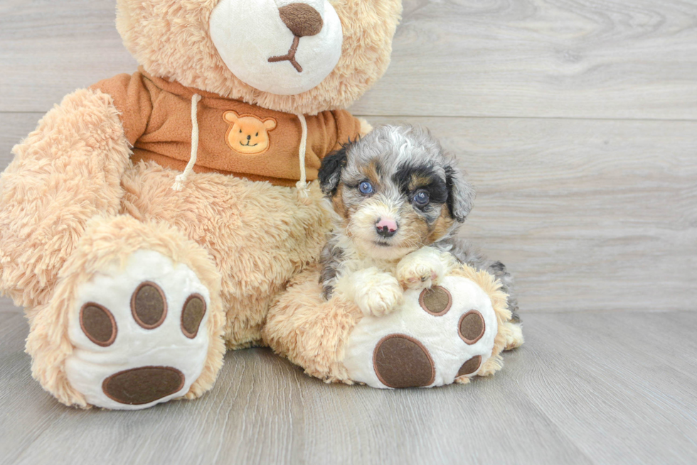 Hypoallergenic Aussiepoo Poodle Mix Puppy