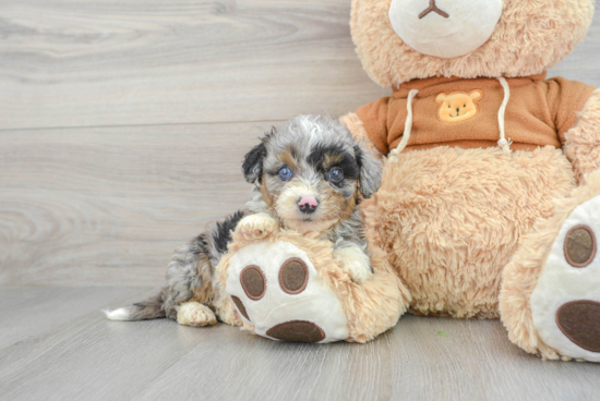 Mini Aussiedoodle Puppy for Adoption