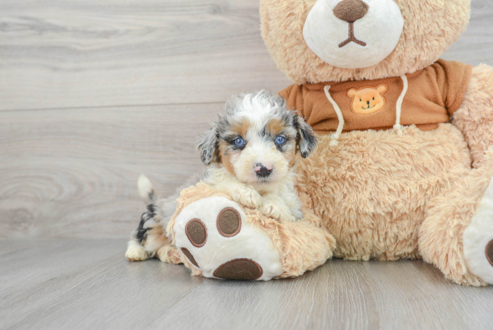 Best Mini Aussiedoodle Baby