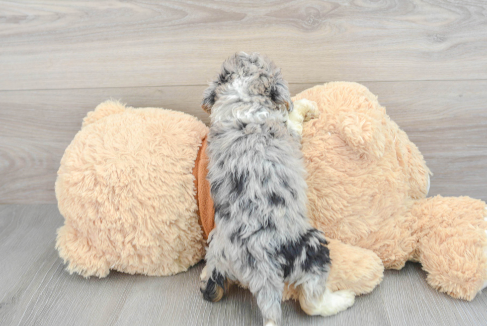 Sweet Mini Aussiedoodle Baby