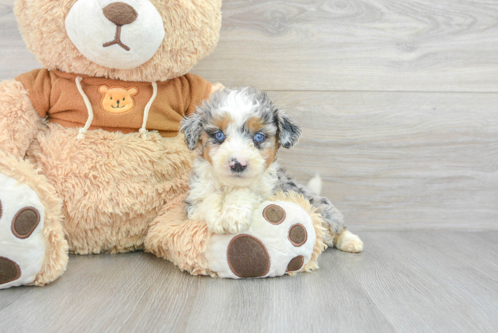 Mini Aussiedoodle Pup Being Cute