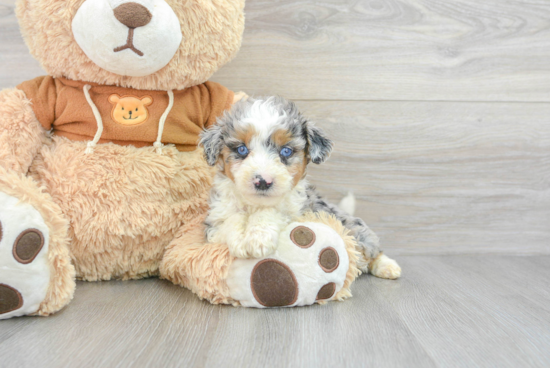 Mini Aussiedoodle Pup Being Cute