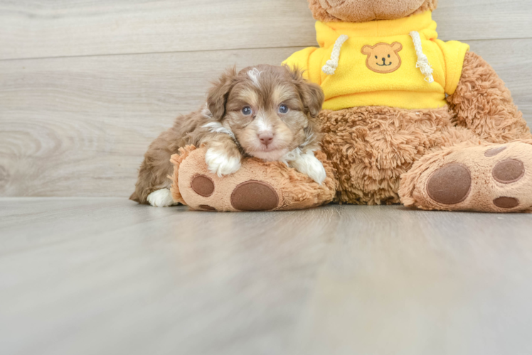 Mini Aussiedoodle Pup Being Cute