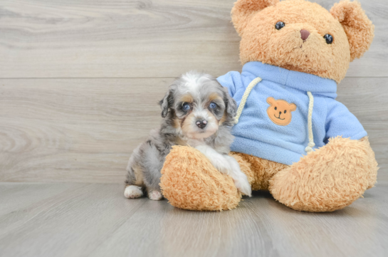 Cute Mini Aussiedoodle Baby