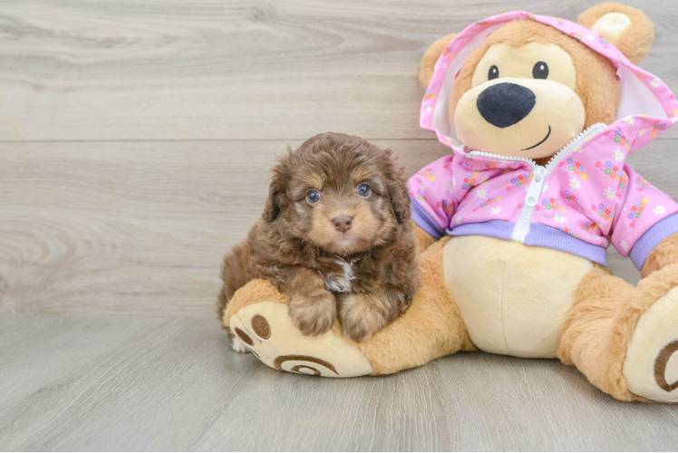 Sweet Mini Aussiedoodle Baby