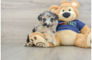 Sweet Mini Aussiedoodle Baby