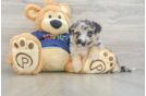 Mini Aussiedoodle Pup Being Cute