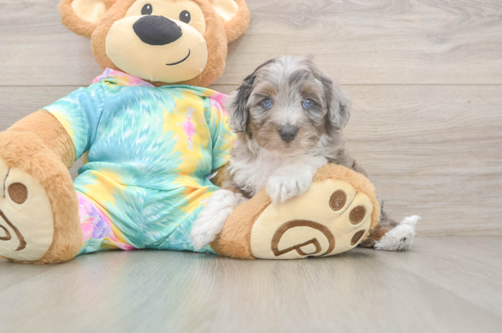 5 week old Mini Aussiedoodle Puppy For Sale - Premier Pups