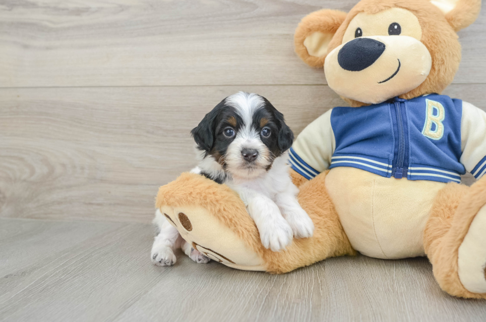 6 week old Mini Aussiedoodle Puppy For Sale - Premier Pups