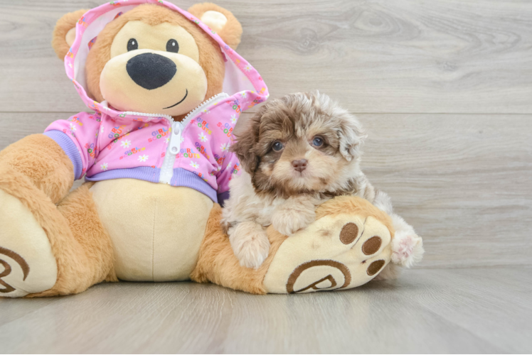 Best Mini Aussiedoodle Baby