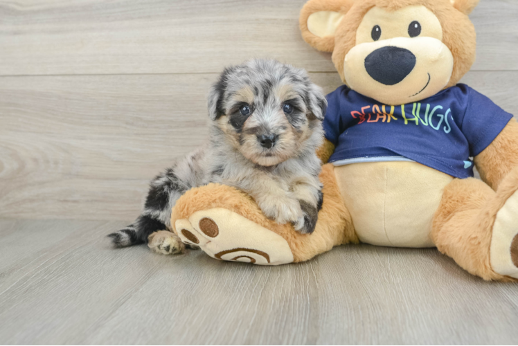 Small Mini Aussiedoodle Baby