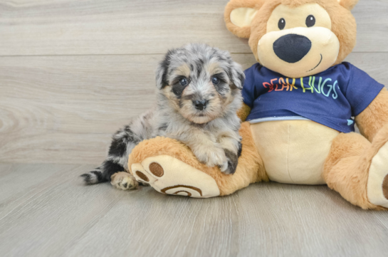 Small Mini Aussiedoodle Baby
