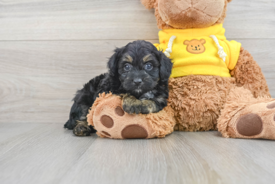 Sweet Mini Aussiedoodle Baby