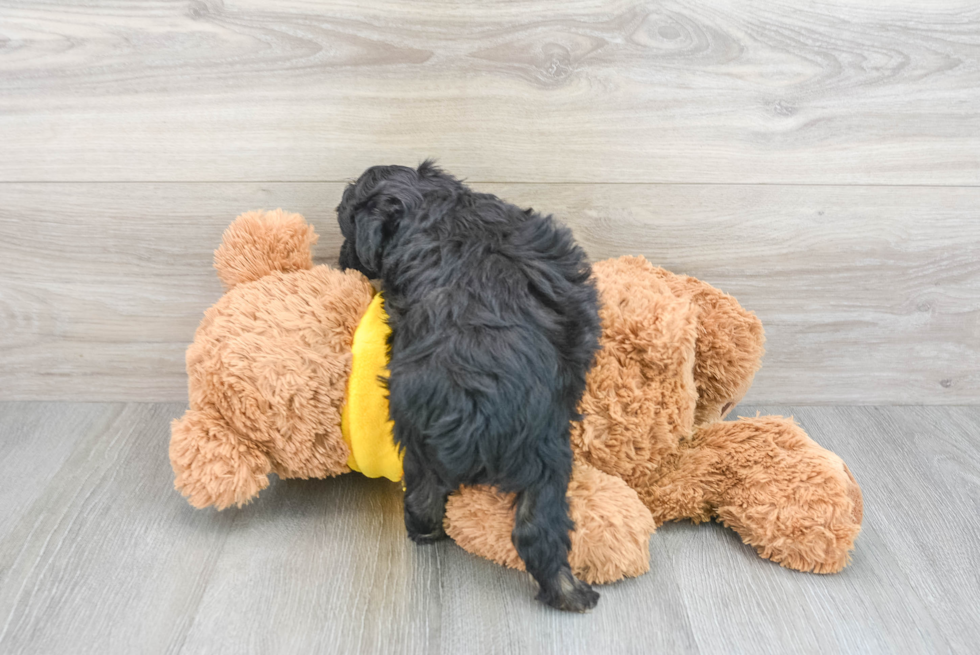 Little Aussiepoo Poodle Mix Puppy