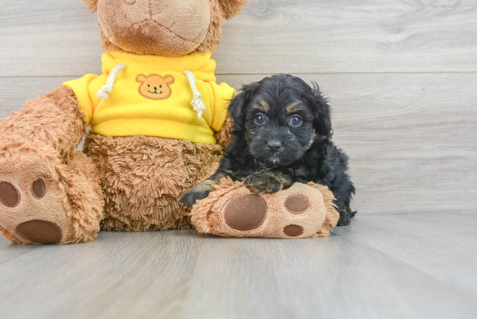 Best Mini Aussiedoodle Baby