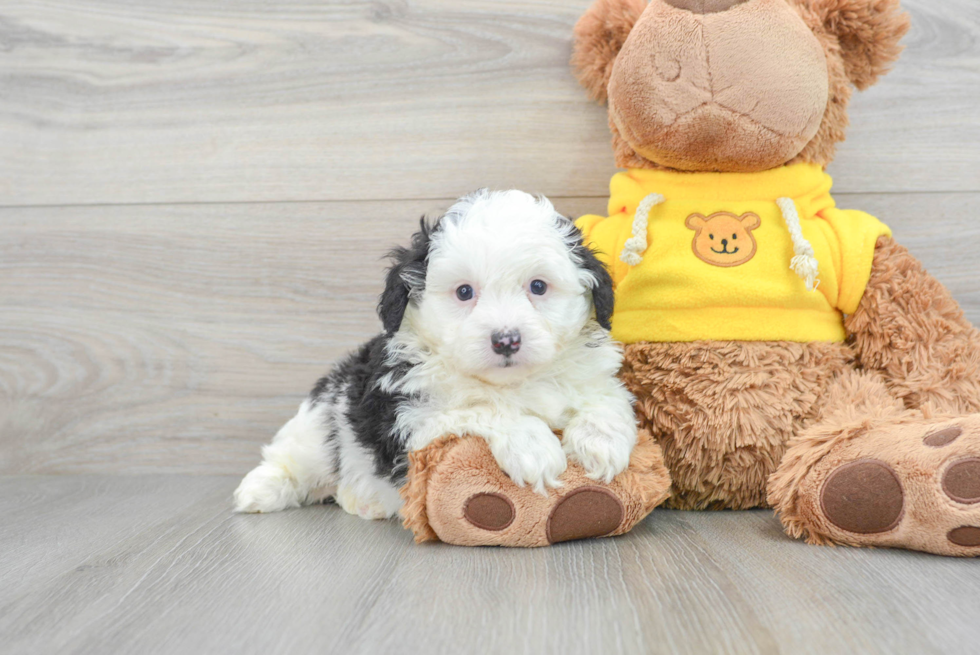 Friendly Mini Aussiedoodle Baby