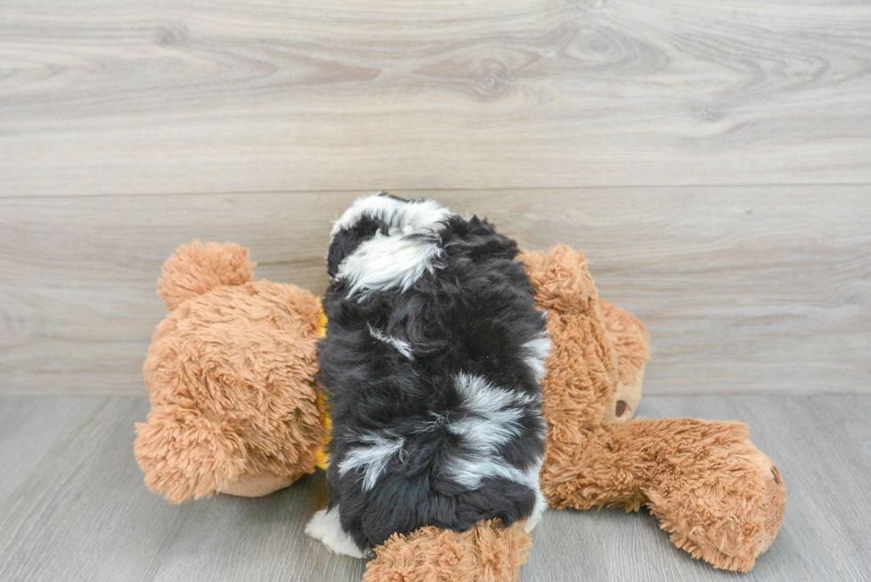 Best Mini Aussiedoodle Baby