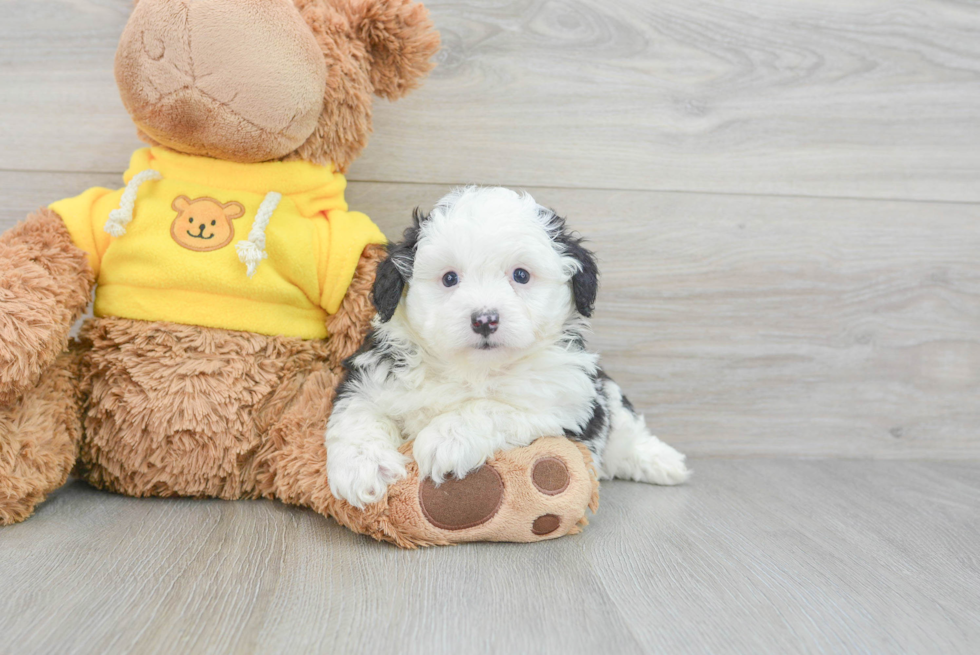 Playful Aussiepoo Poodle Mix Puppy