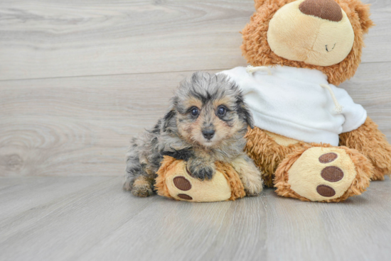 Little Aussiepoo Poodle Mix Puppy