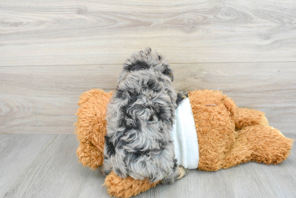 Small Mini Aussiedoodle Baby