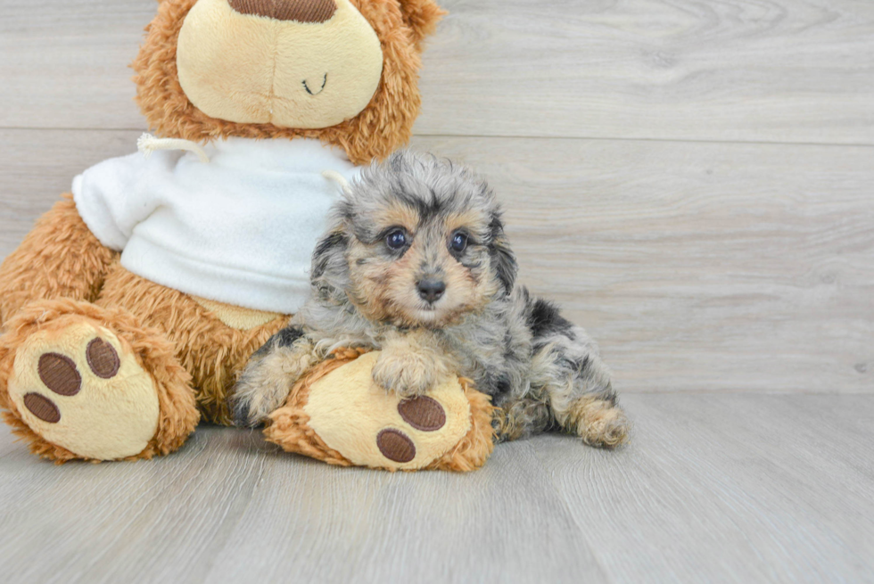 Smart Mini Aussiedoodle Poodle Mix Pup