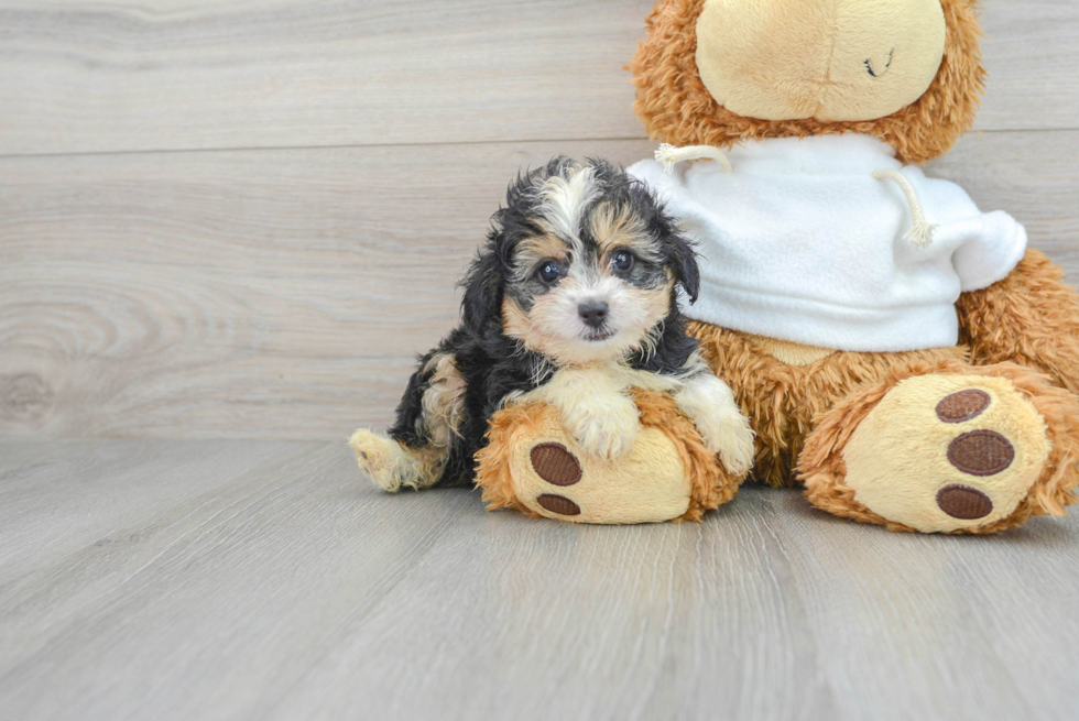 Best Mini Aussiedoodle Baby