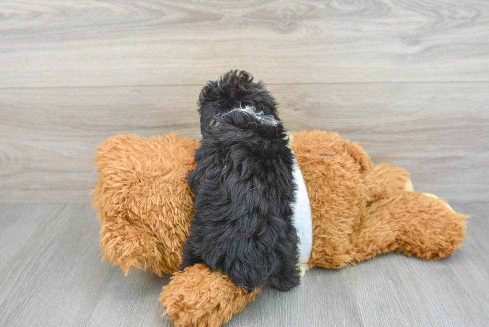 Energetic Aussiepoo Poodle Mix Puppy