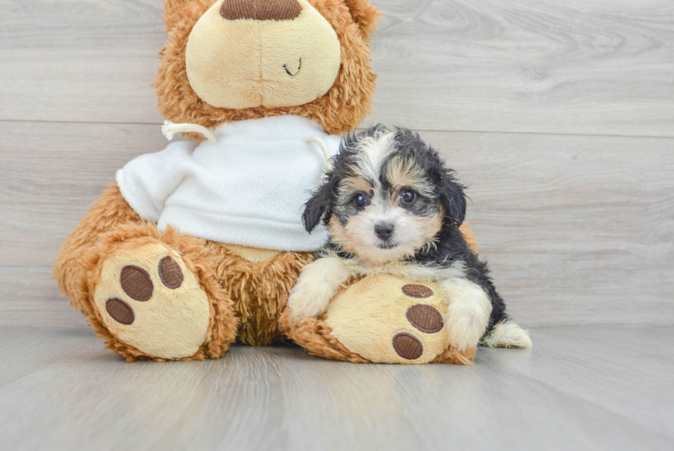 Best Mini Aussiedoodle Baby