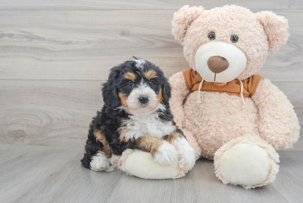 Sweet Mini Bernedoodle Baby